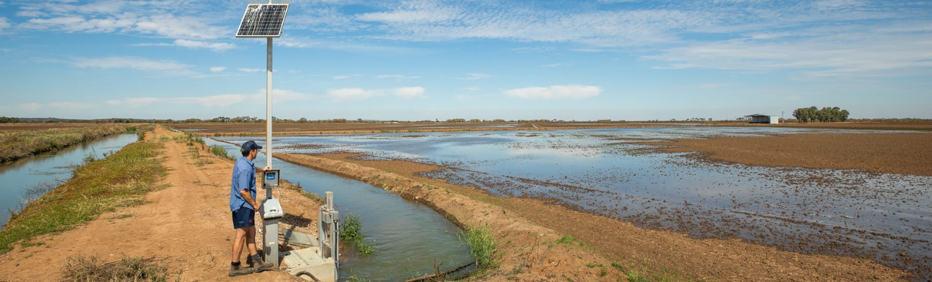 A farmer checks a solar-powered irrigation gate on a rice paddy in Bilbul, NSW. 